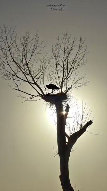 marie stork.jpg